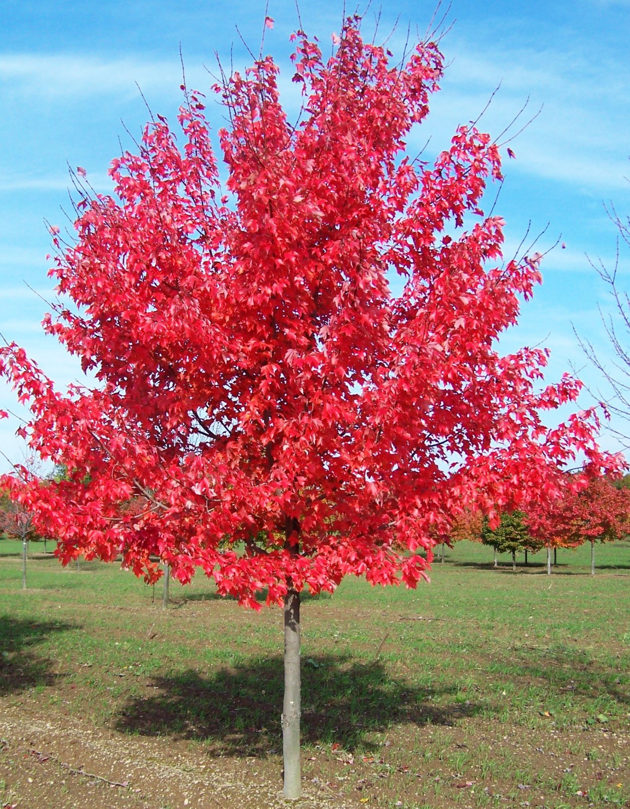 Клен остролистный Acer platanoides Royal Red