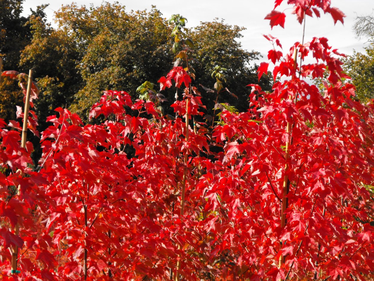 Клен пальмолистный Атропурпуреум (Acer palmatum Atropurpureum)