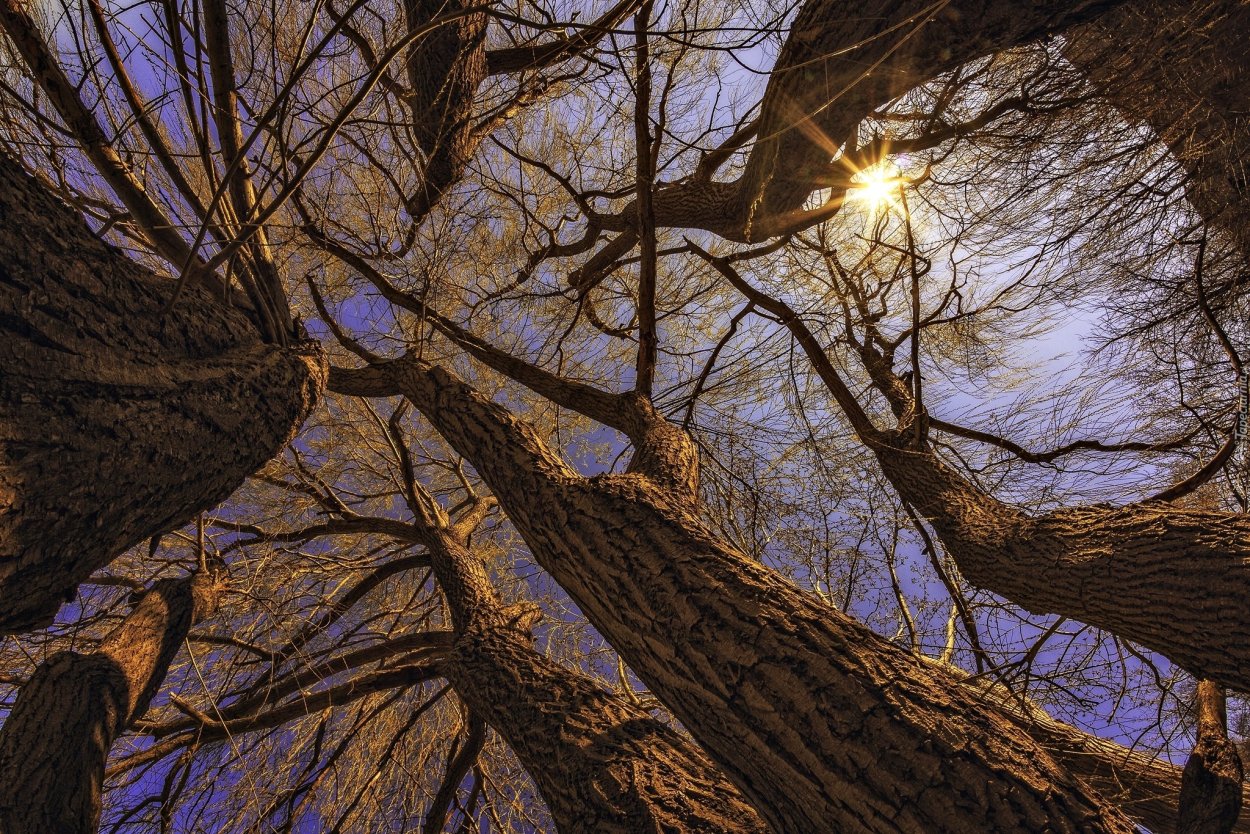 Густые ветви деревьев