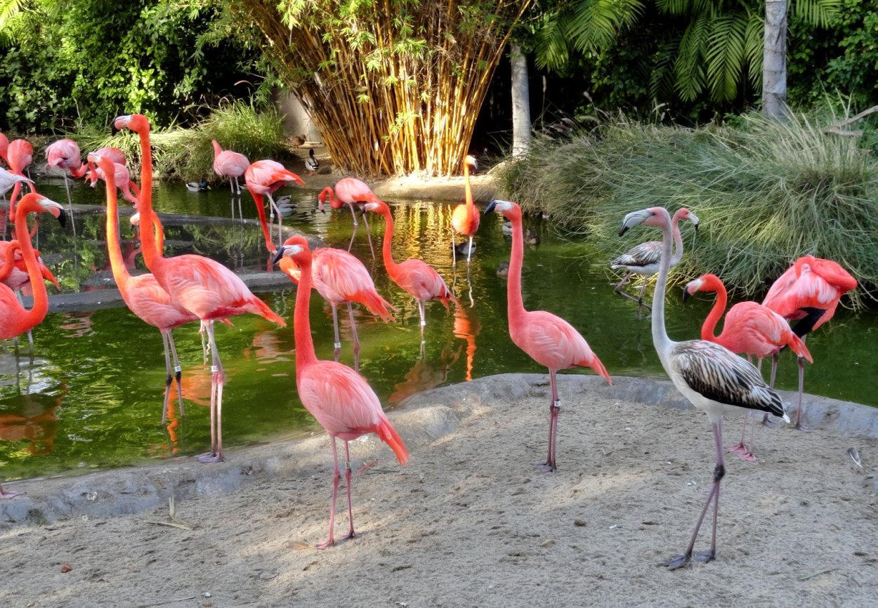 Вестфаленпарк Фламинго