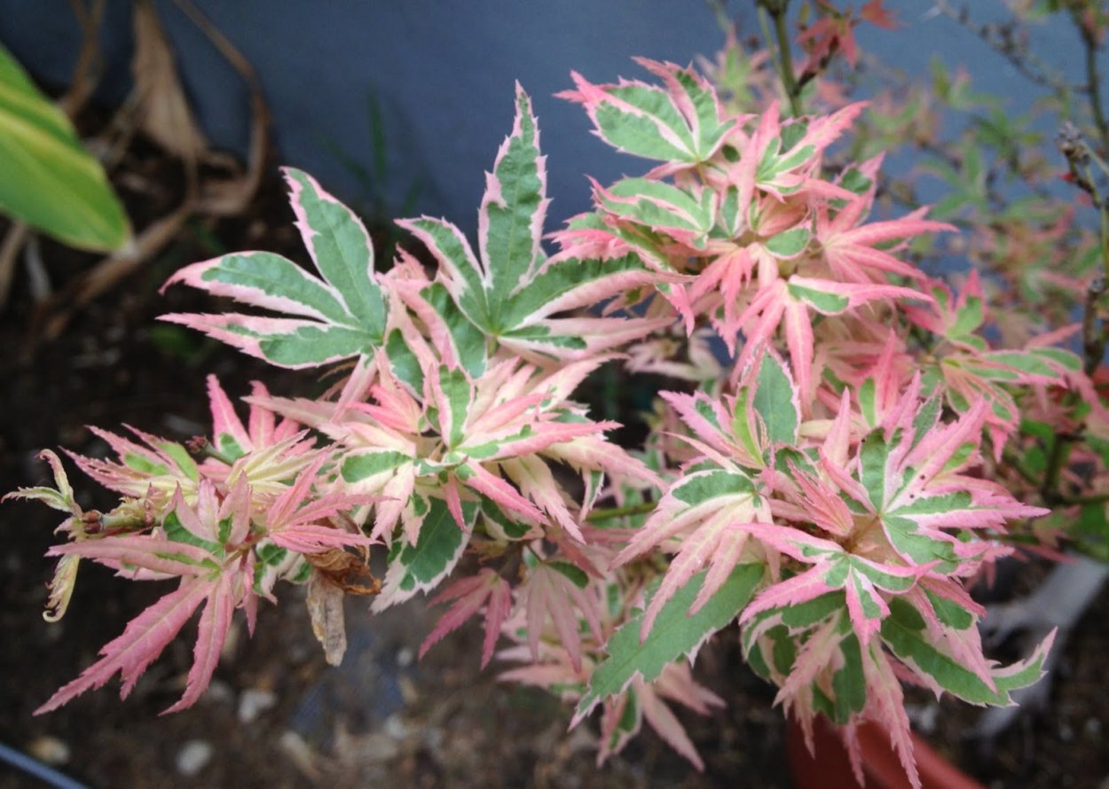 Клен Баттерфляй