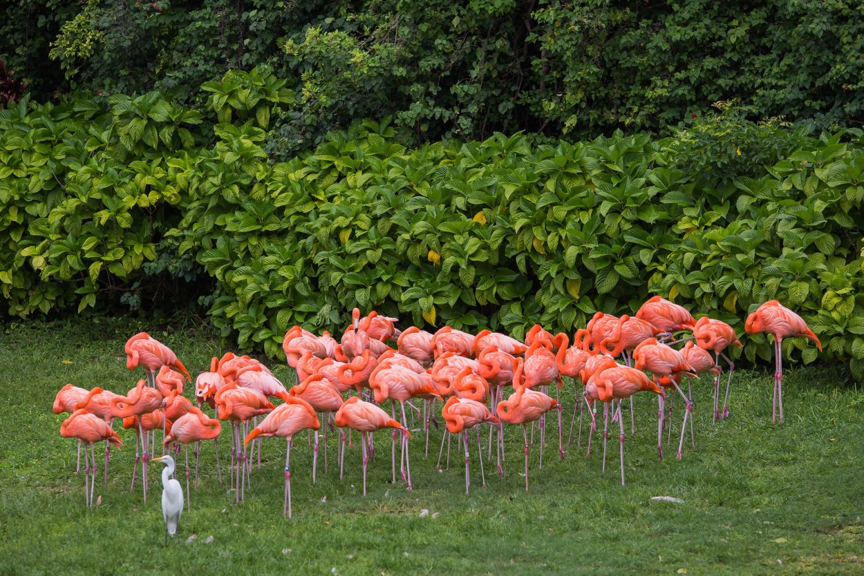 Розовые плантации фотосъемка