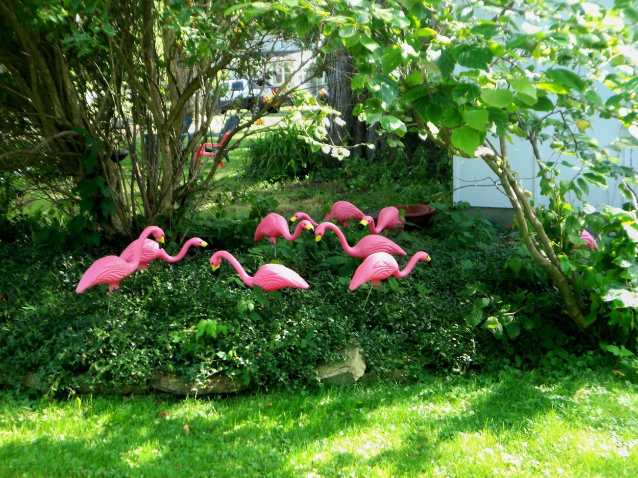 Фламинго в саду