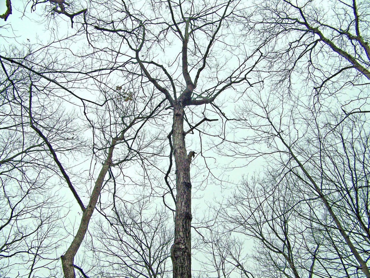 Деревья зимой без листьев