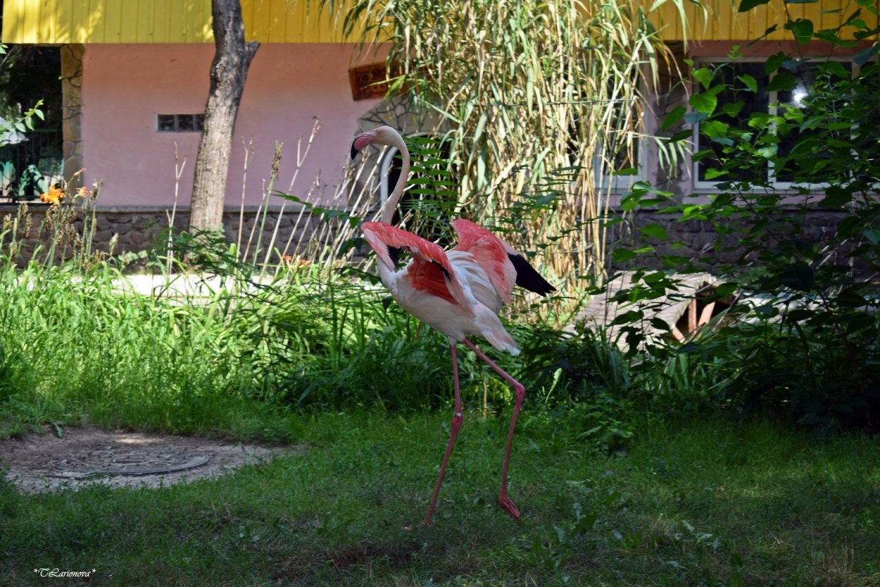 Клен Фламинго на английском