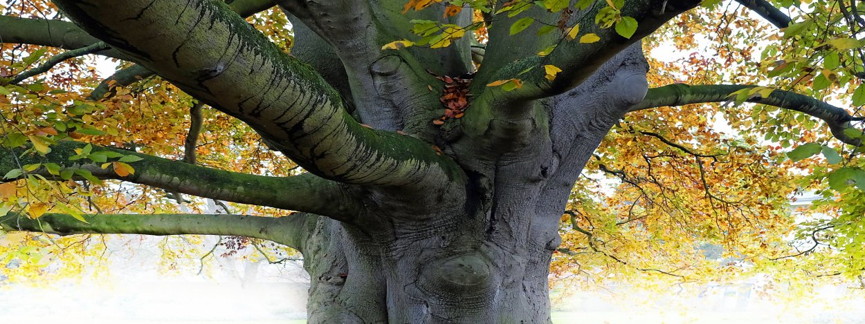 Липа Сибирская ствол