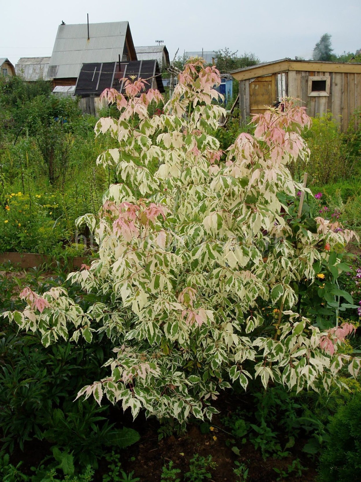 Клен ясенелистный 'Flamingo'