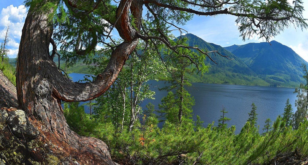 Карликовая береза в Якутии