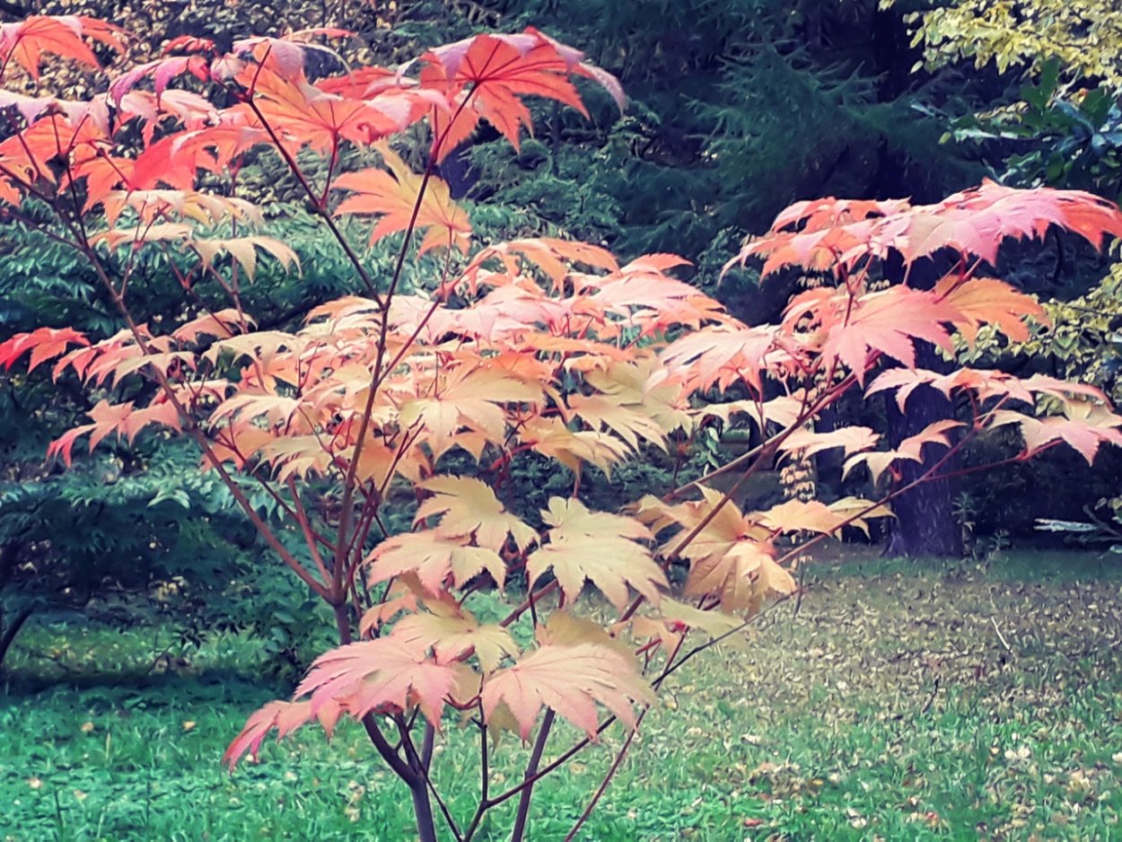 Клен японский зеленолистный