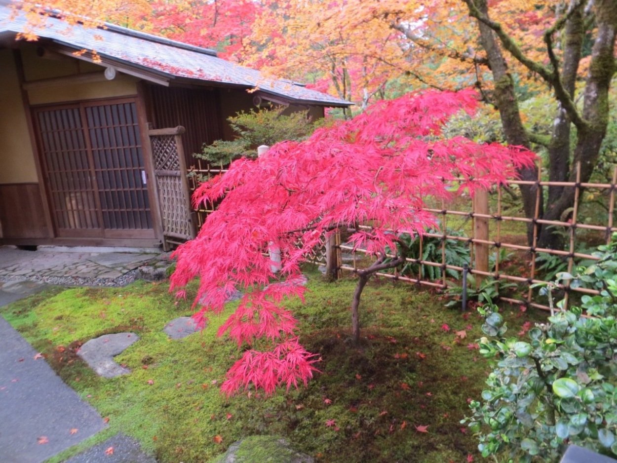 Клен японский Гарнет