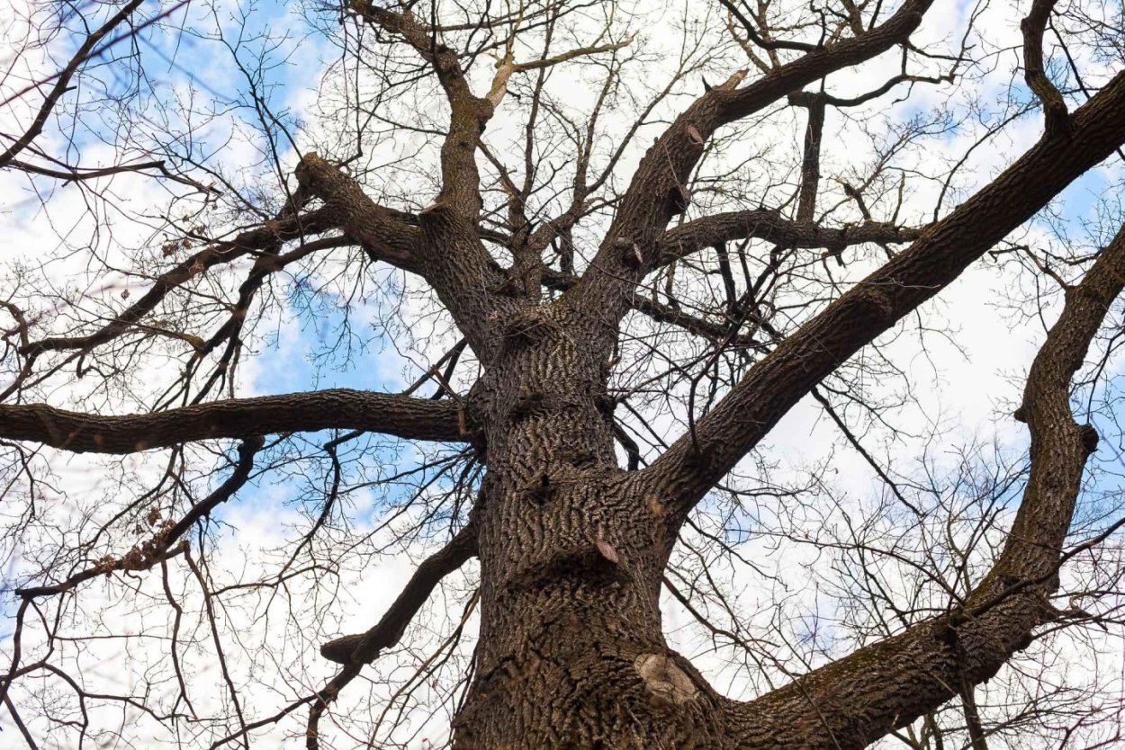Старый дуб черешчатый Кузьминки