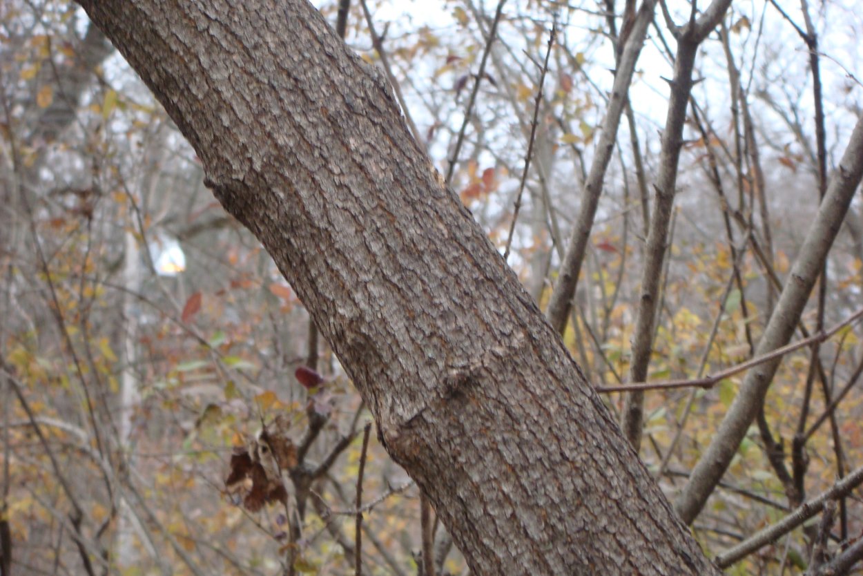 Клен ясенелистный кора