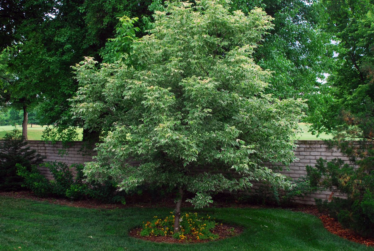 Клен ясенелистный 'Flamingo'