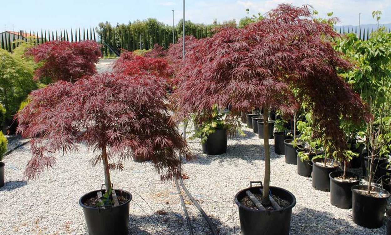 Acer palmatum dissectum Garnet