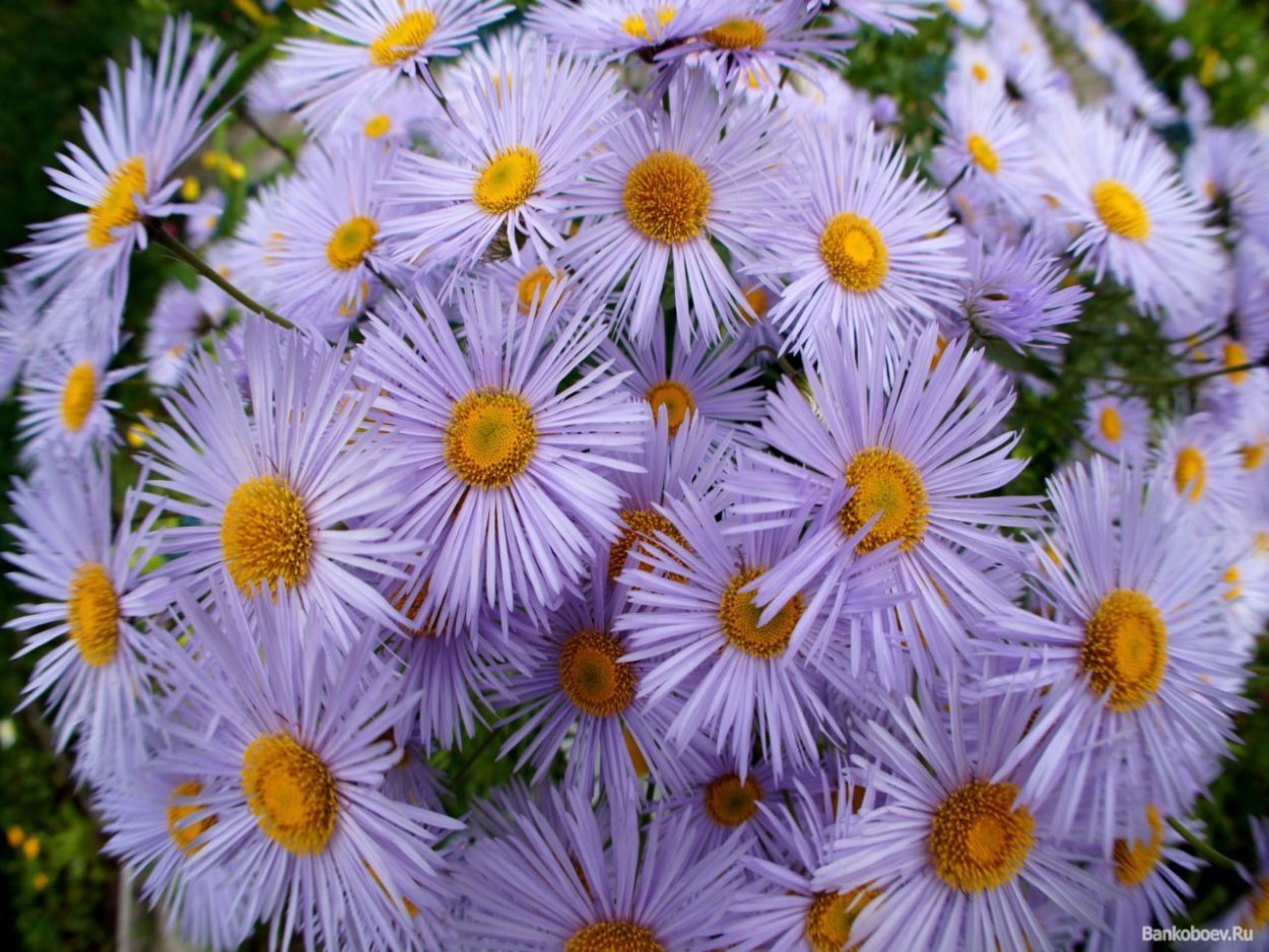 Астра сентябринка многолетняя