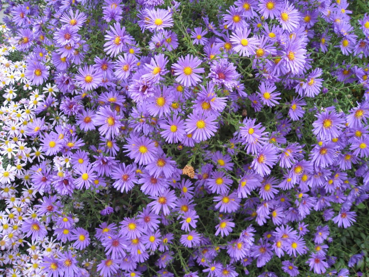 Сентябринки октябринки