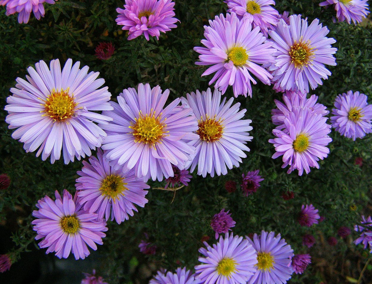 Астра кустовая Дженни