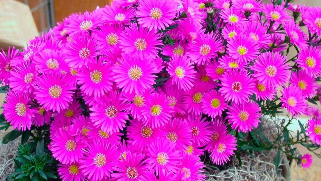 Астра сентябринка низкорослая