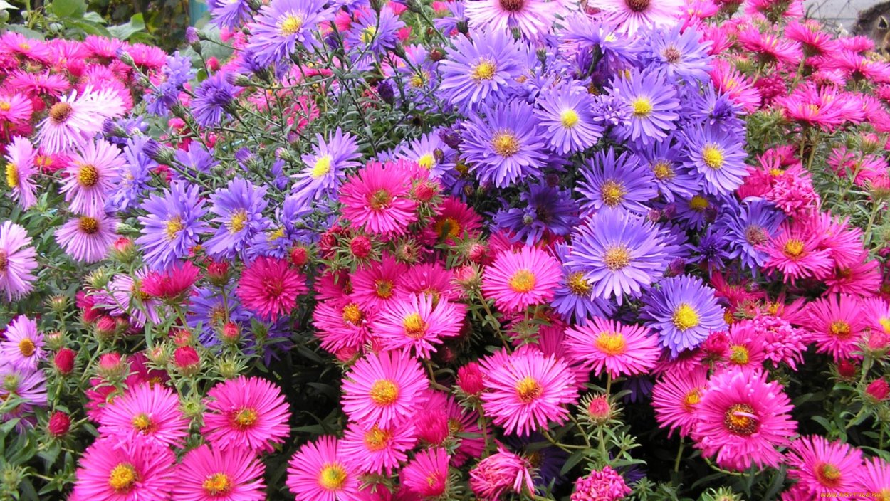 Астра многолетняя Аннеке