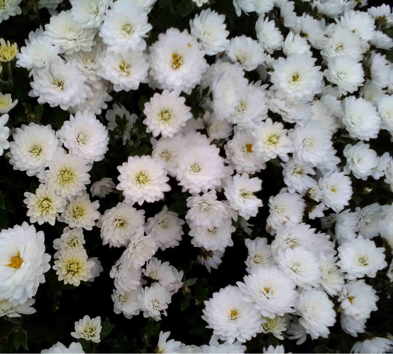 Хризантема мультифлора Бранбич Уайт