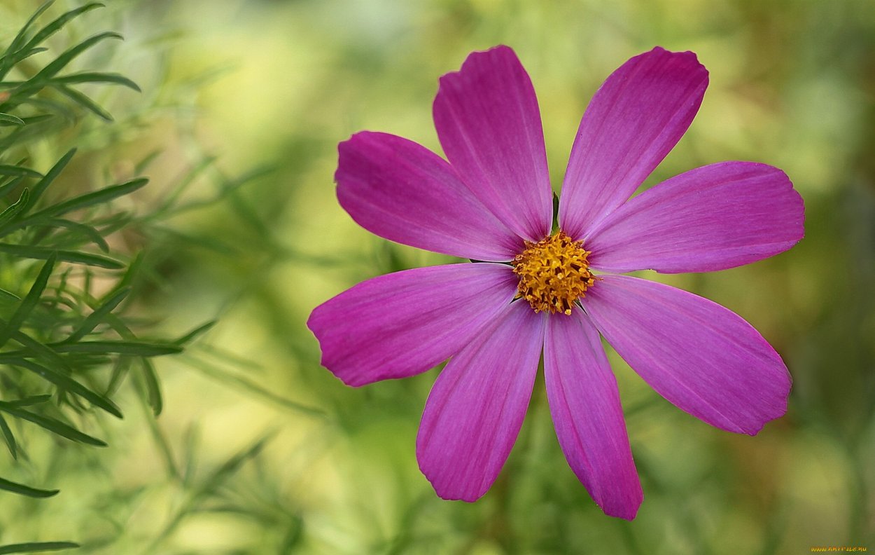 Космея Парпл