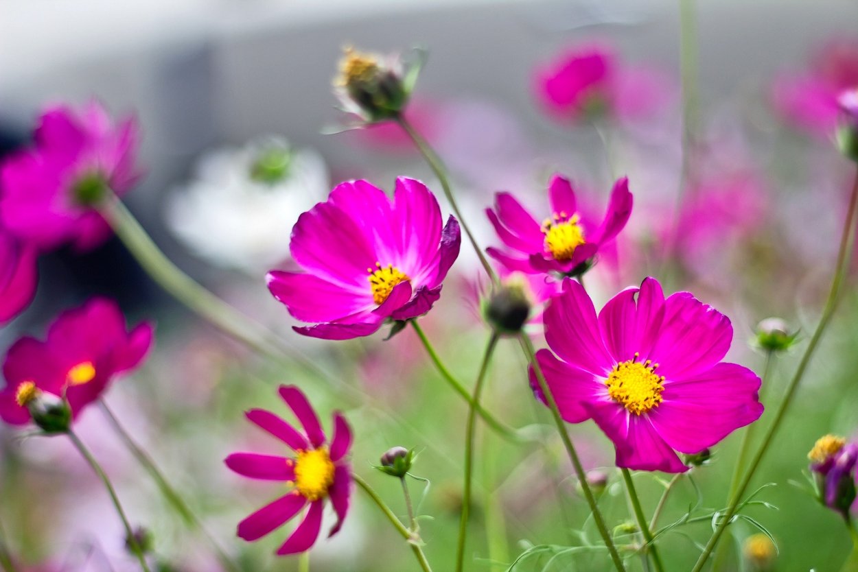 Посев космеи в открытый грунт весной