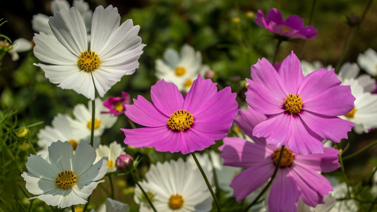 Космея Пикоти