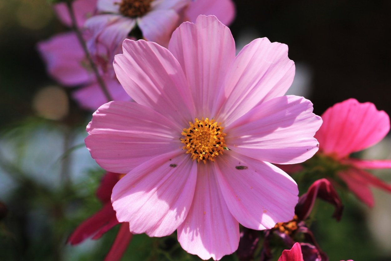 Космея Царевна