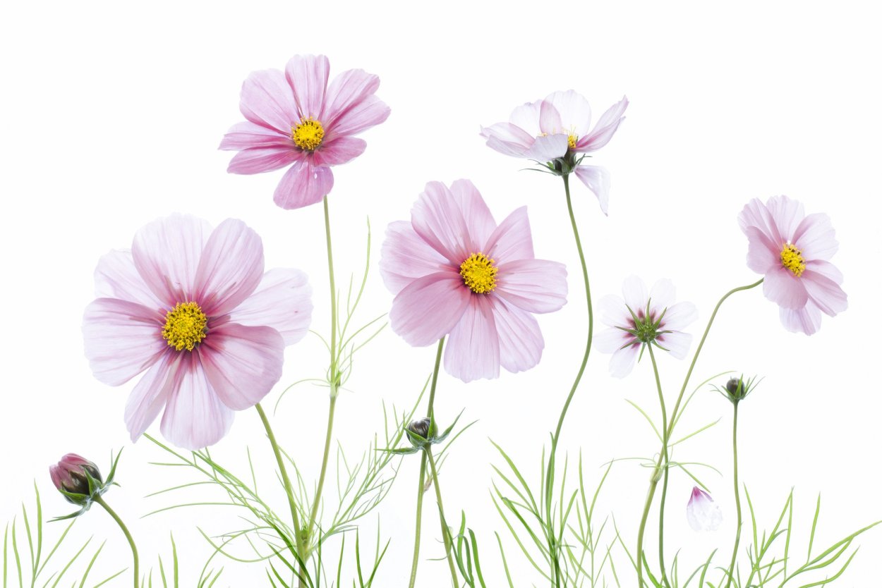 Цветы космея разнотравье
