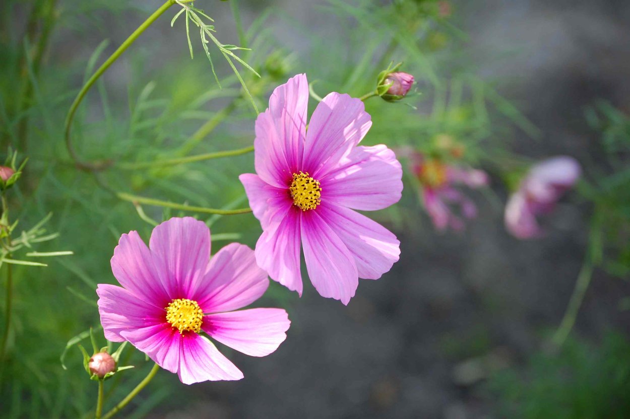 Космея Попсокс розовая