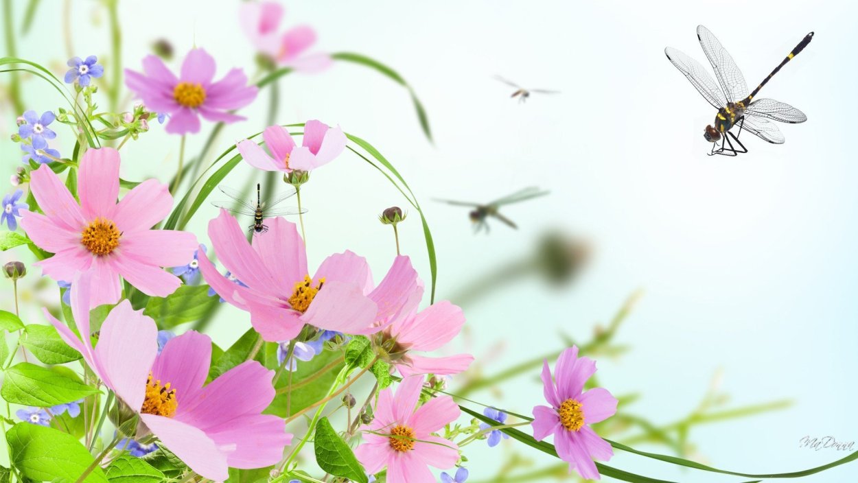 Космея фотохудожник