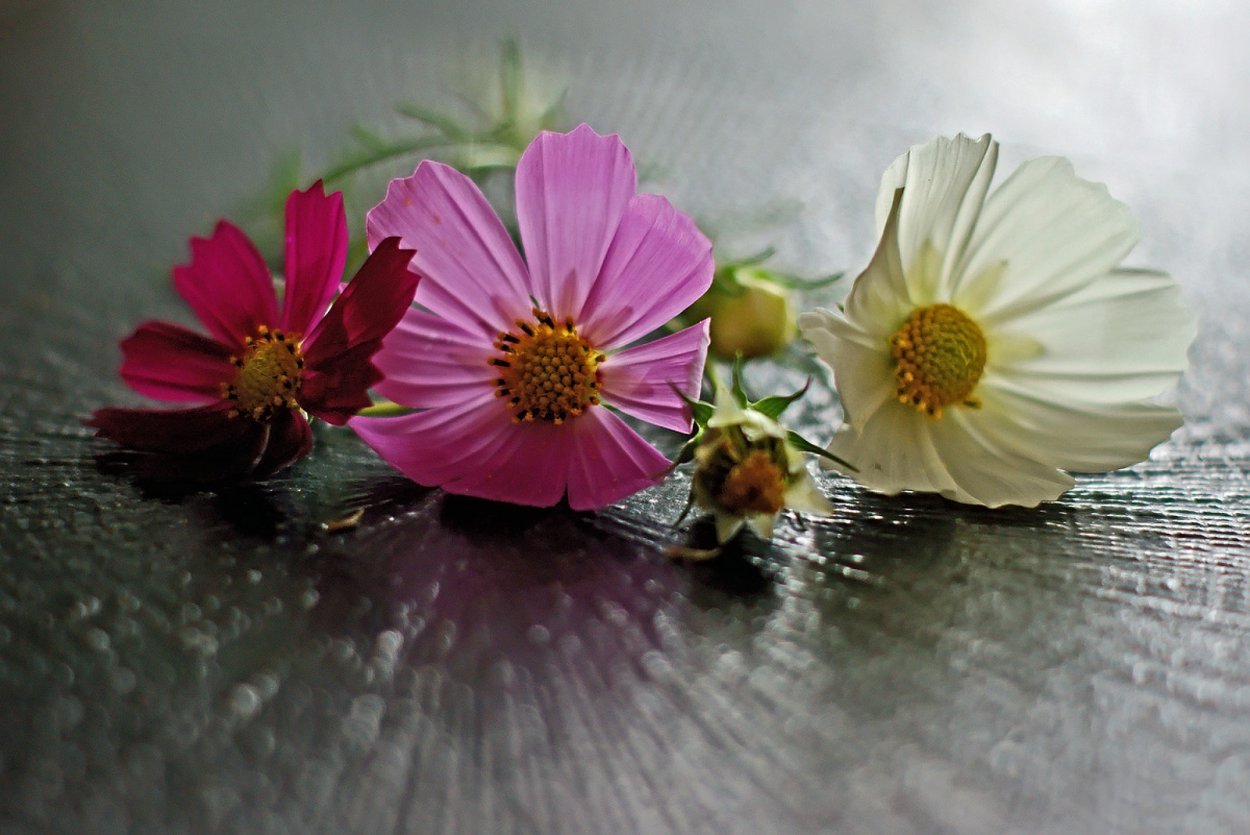 Космея Аполло кармин