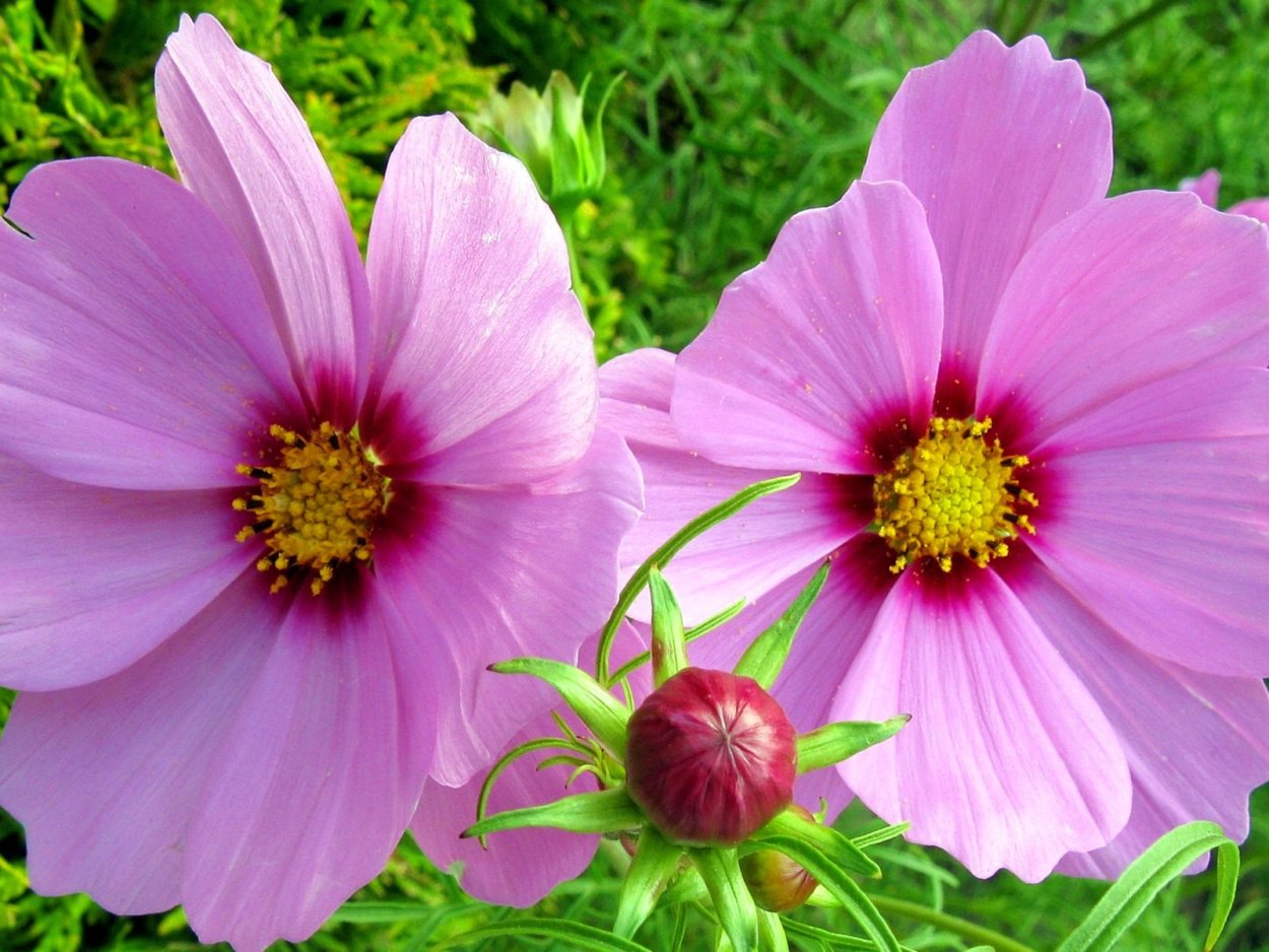 Космея Косимо Коларетте