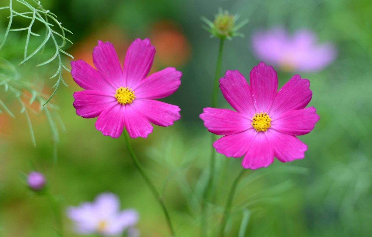 Космея глиссандо