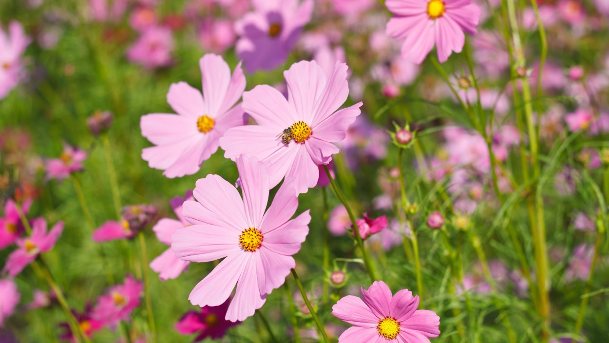 Розовые цветы космея