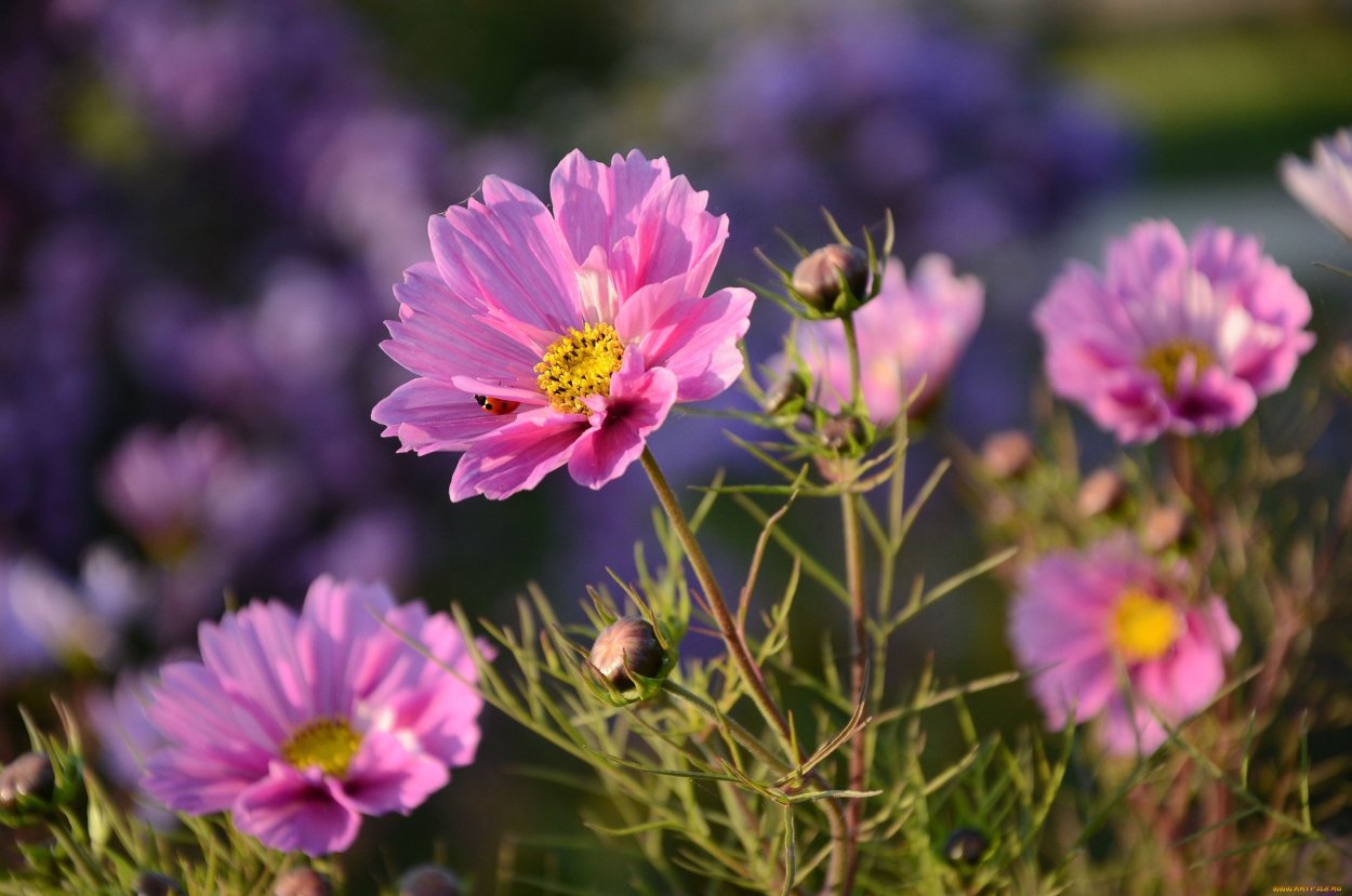 Голубые цветы похожие на космеи