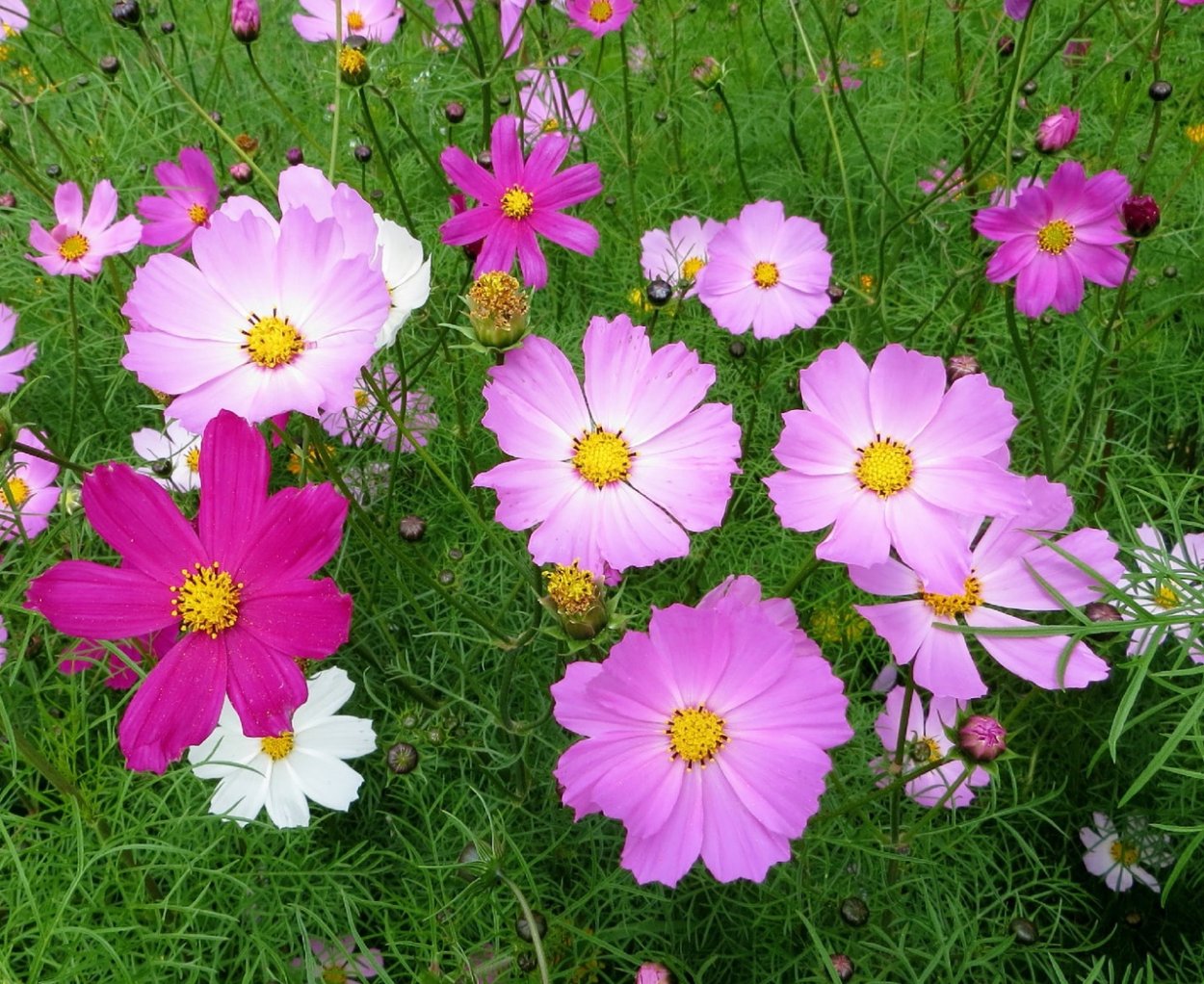 Космея дваждыперистая