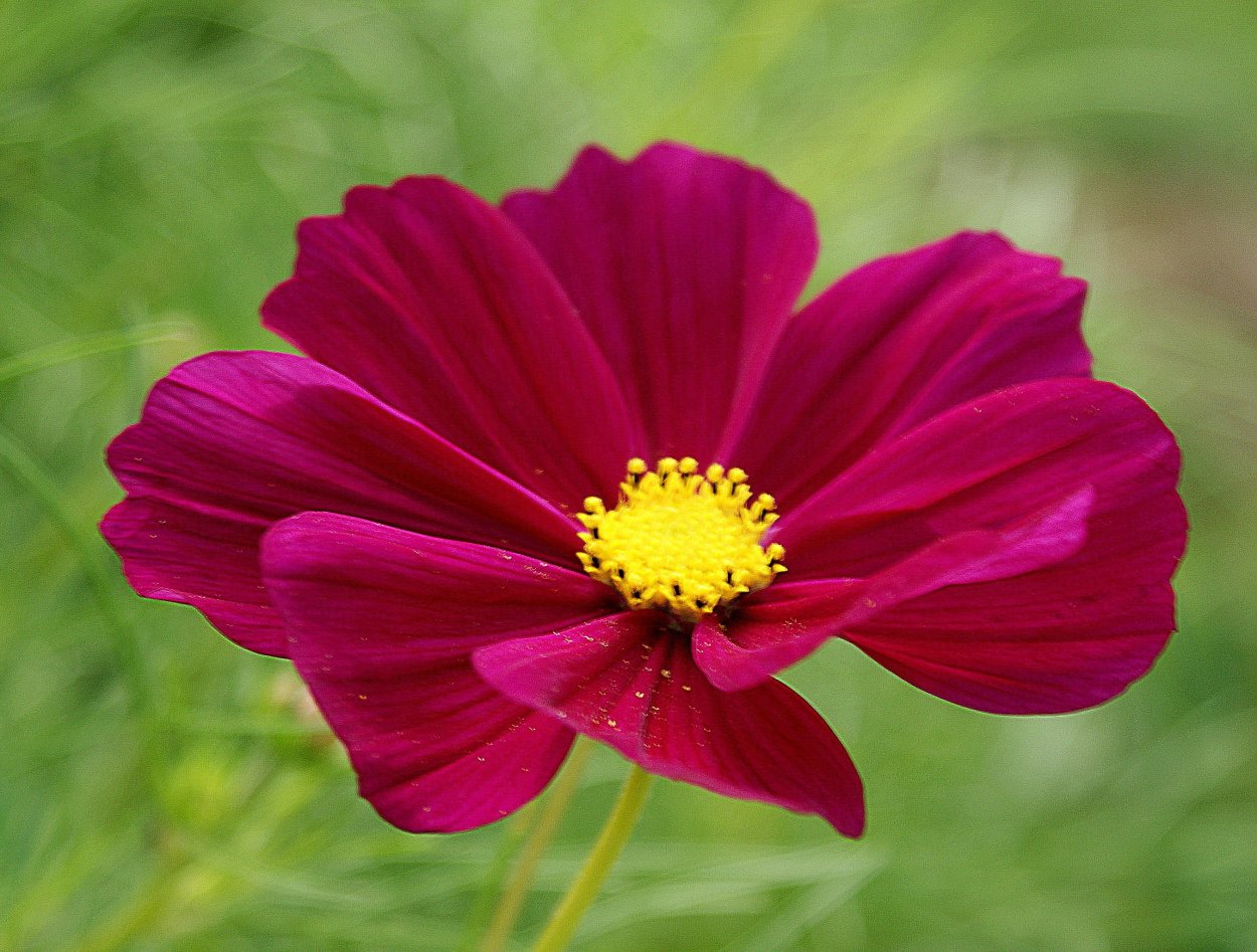 Космея atrosanguineus