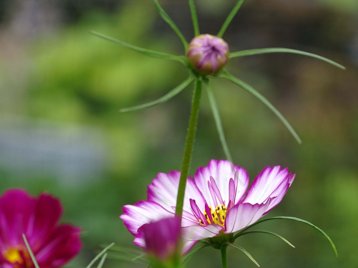 Космея Косимо Коларетте