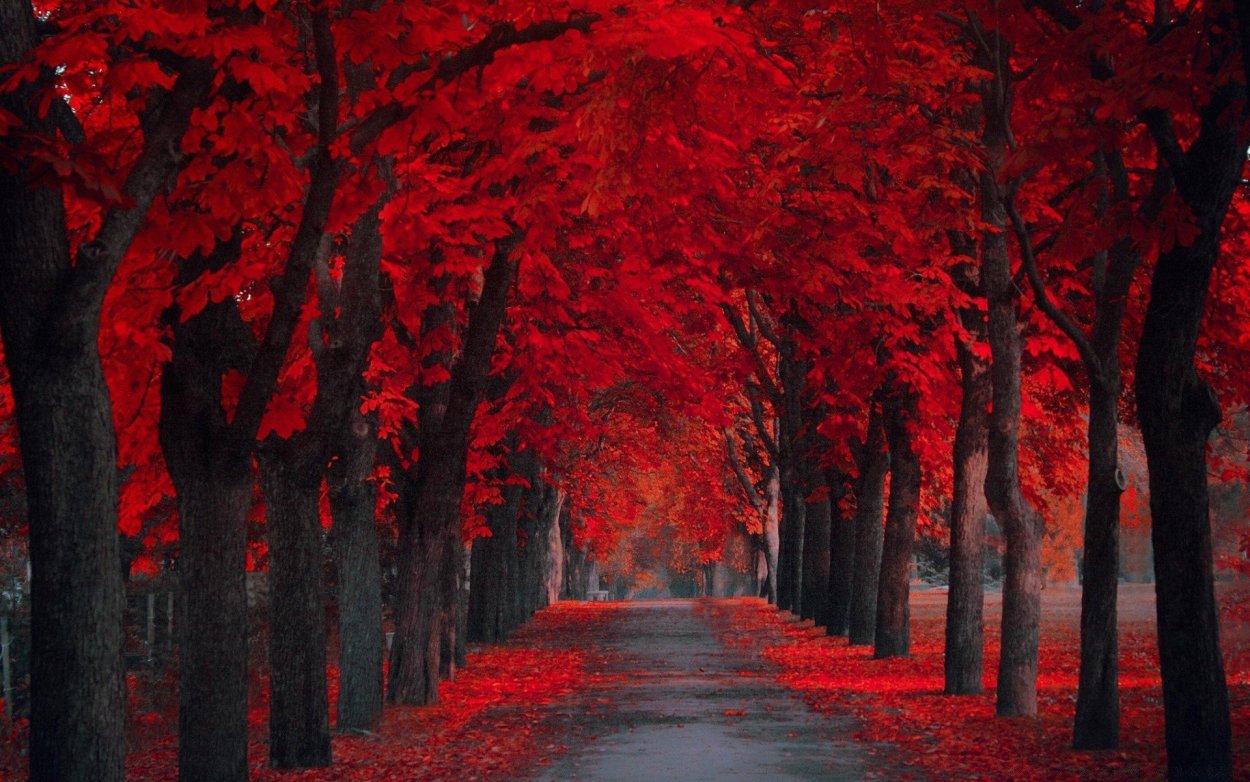 Красные обои