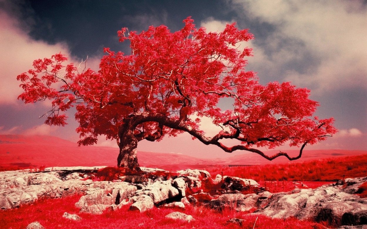 Красное дерево