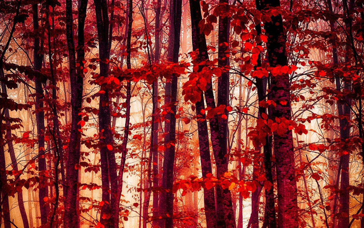 Лес с красными листьями