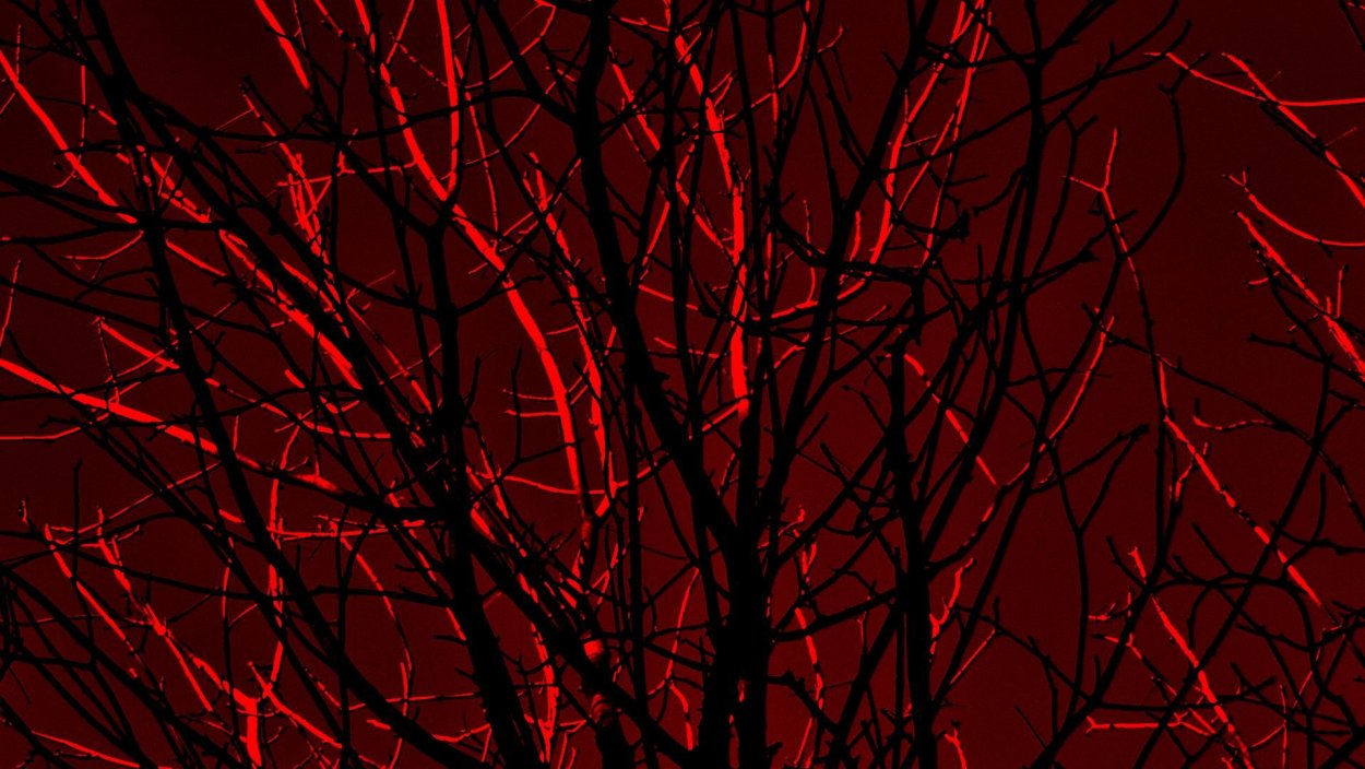 Красная ветка