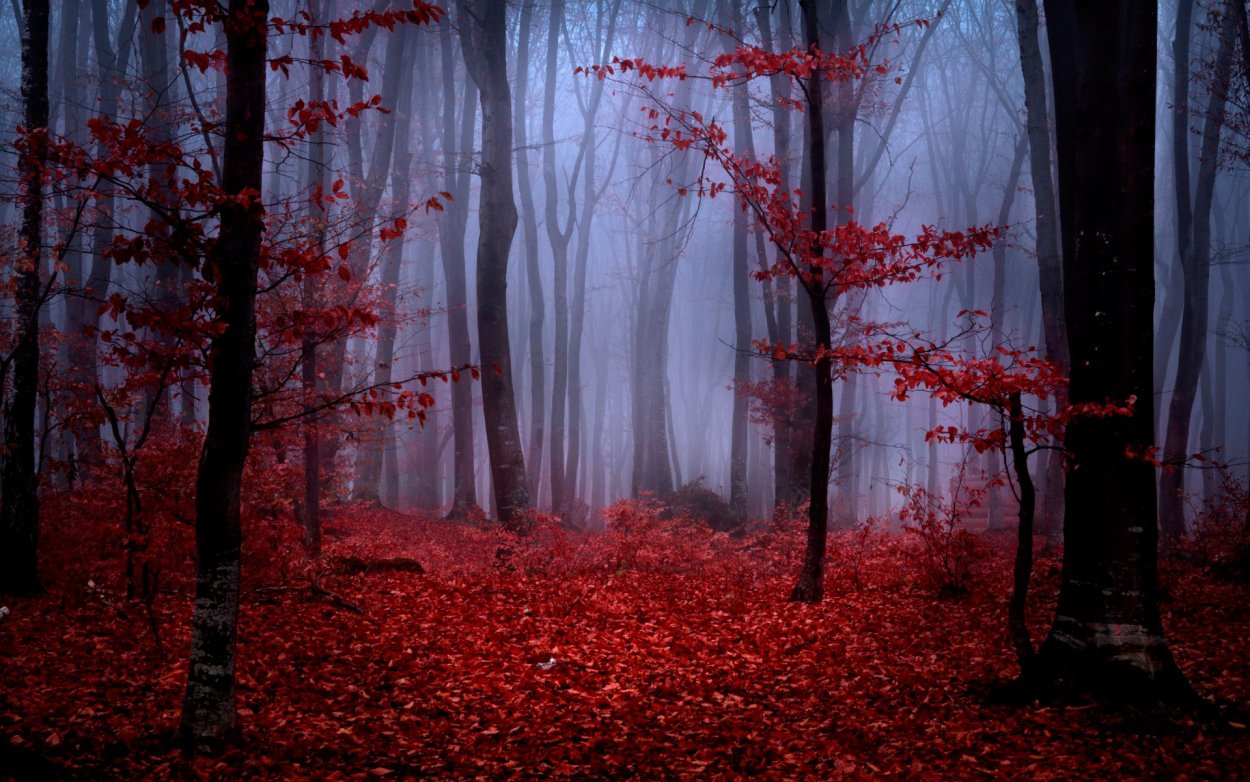 Кровавый лес