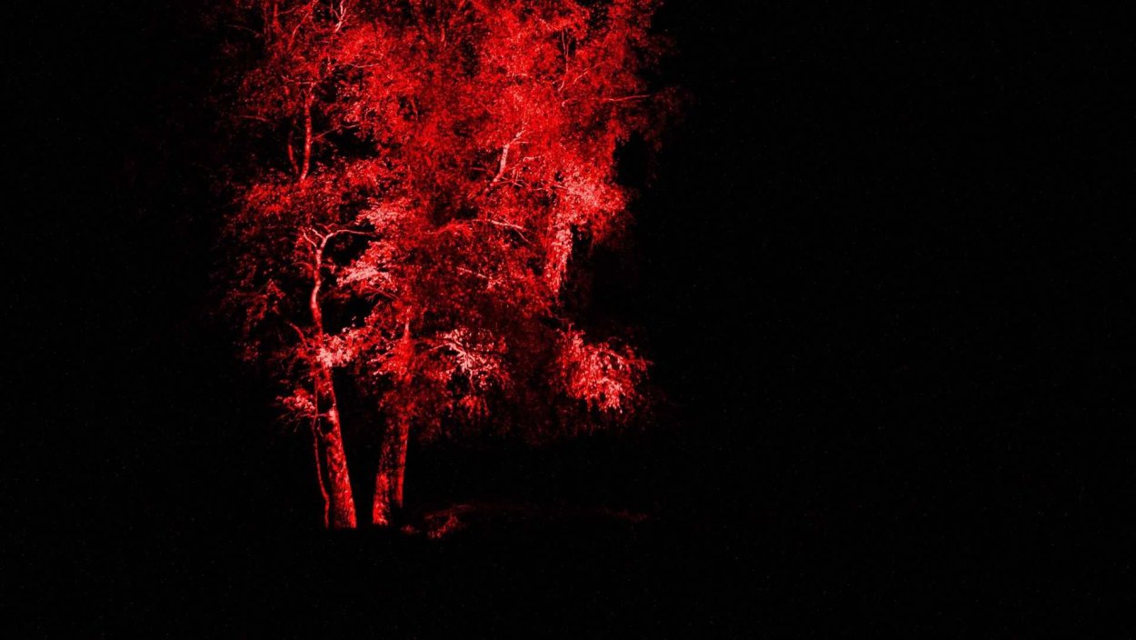 Черно красное дерево