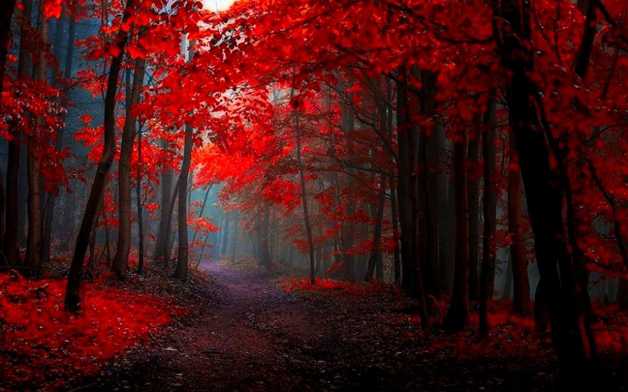 Осень в лесу