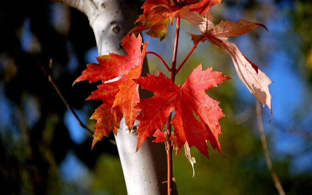 Осень клены березы