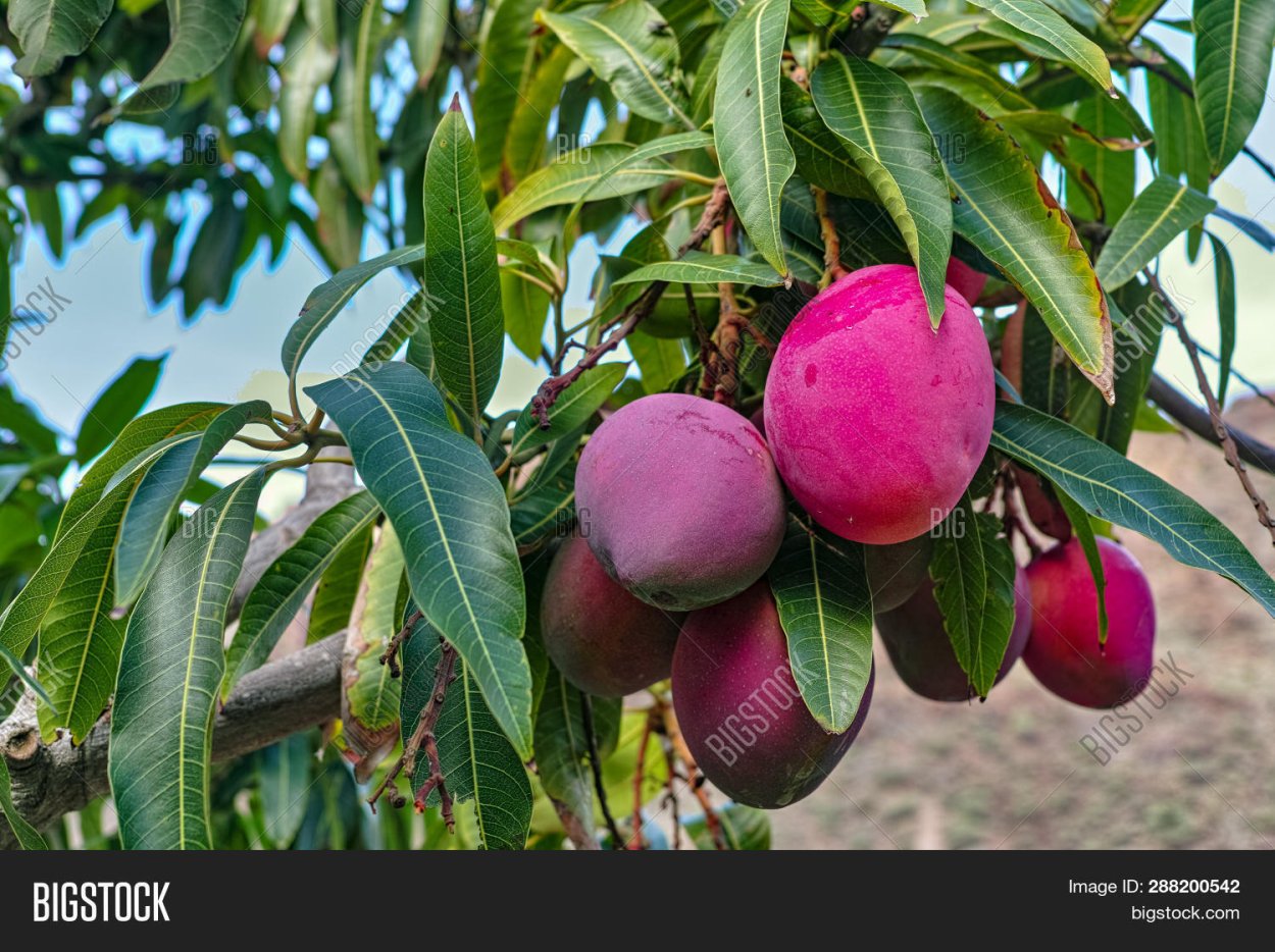 Niva Fruits Export манго Майя Tree ripe