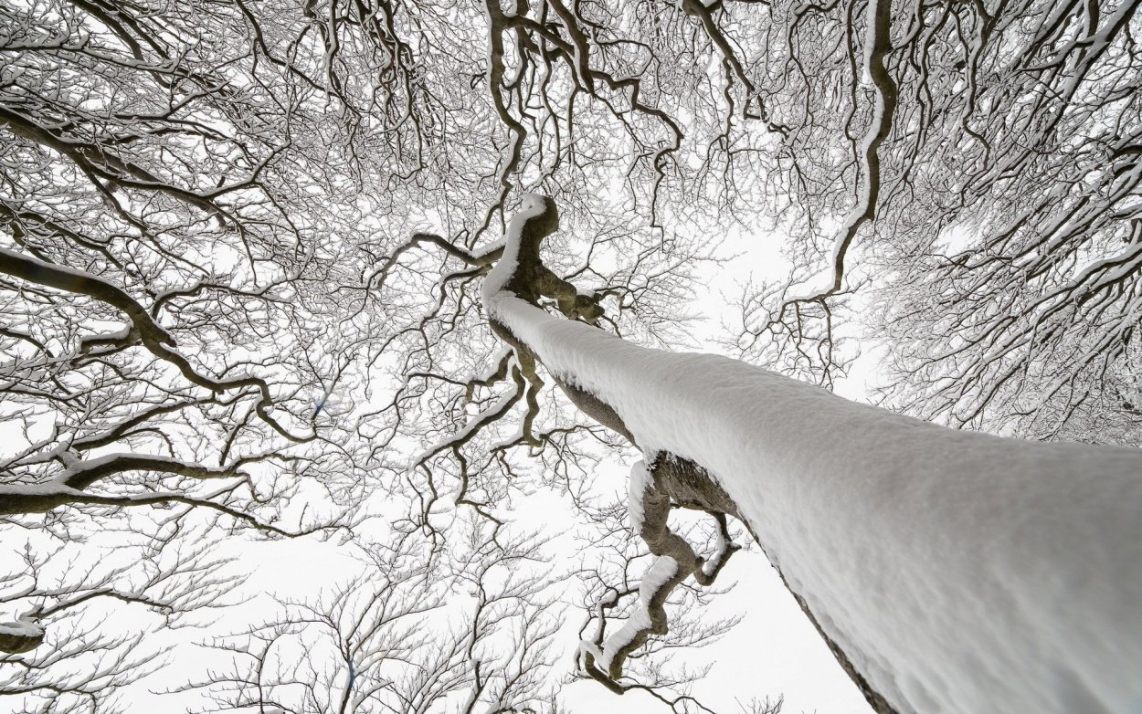 Береза Тополь осина