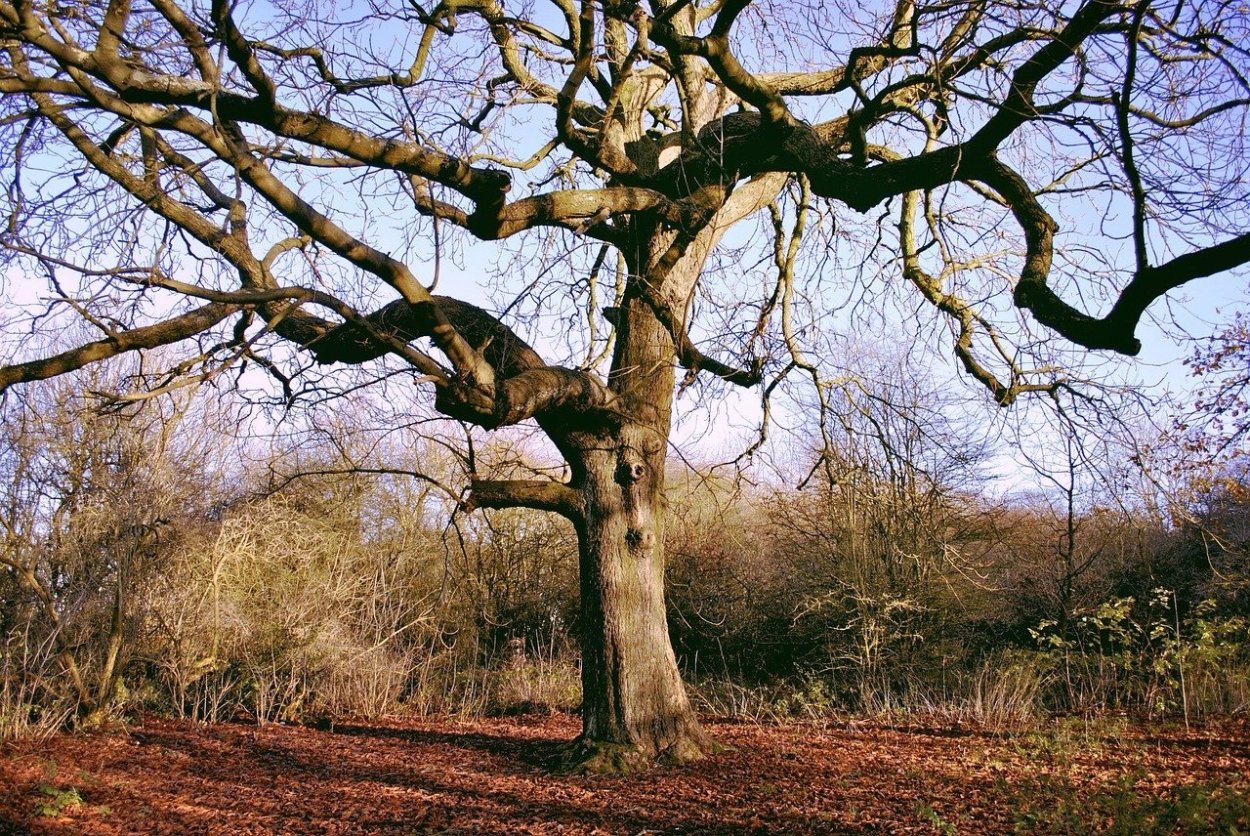 Дерен кизил дерево